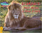CRA - Scarface: The Real Lion King - Gold Band